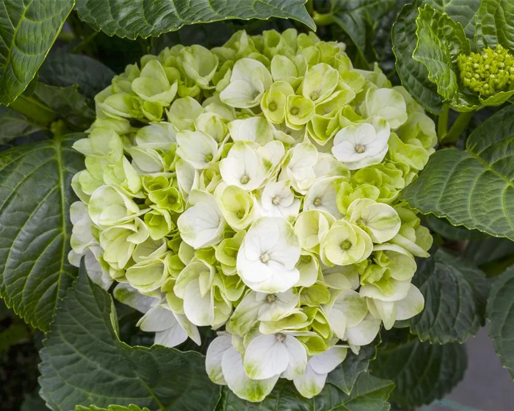 Hydrangea macrophylla 'Hochzeits-Hortensie'® (GS498465.jpg)