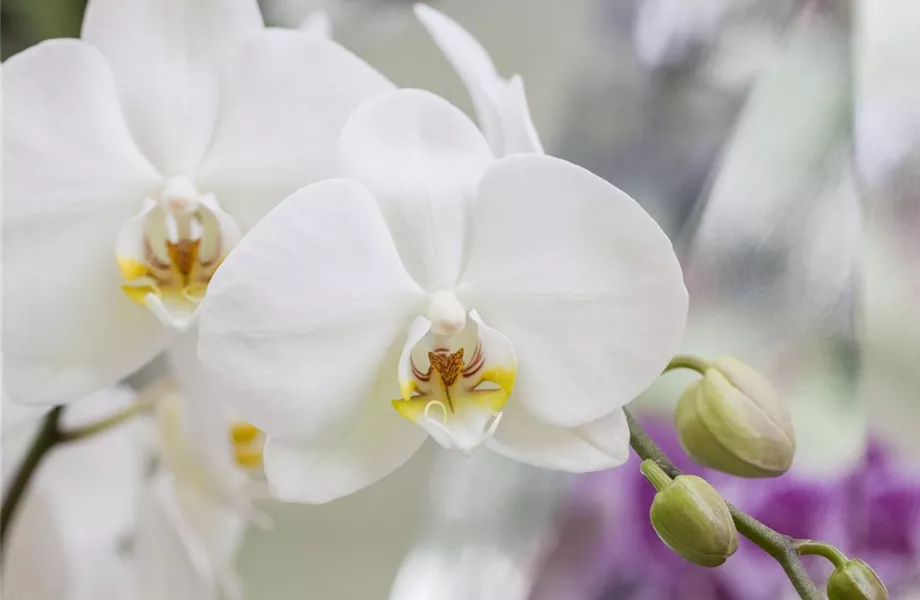 Die schöne Vielfalt der Orchideen Blumenland Wiedmaier