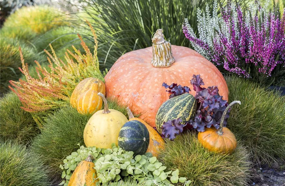 Herbst-Balkonkasten 40 Cm Breit - Bepflanzt Mit Calocephalus, Ziergras & Scheinbeere, Winterhart
