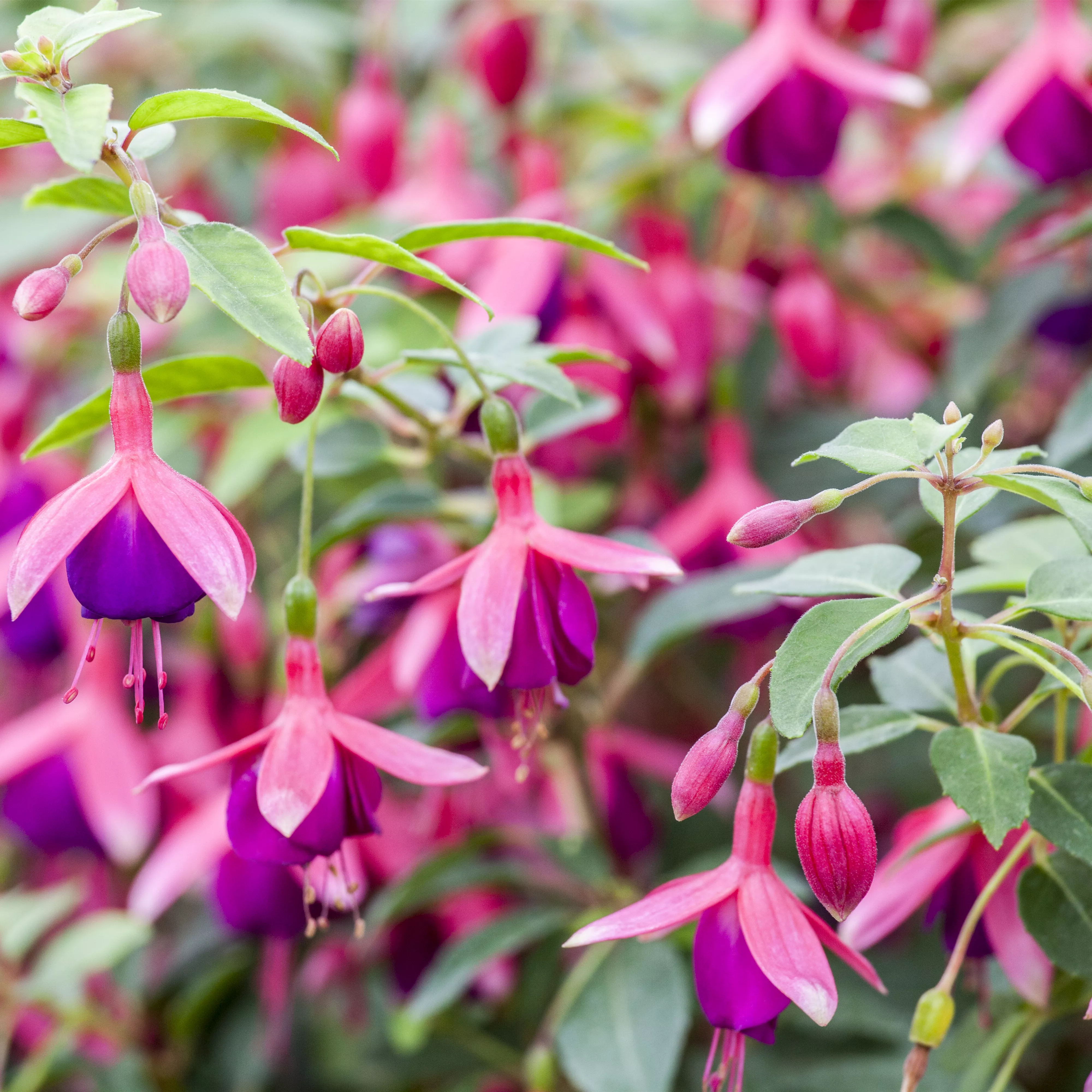 Fuchsien überwintern Rückschnitt und Pflege Blumenland Wiedmaier
