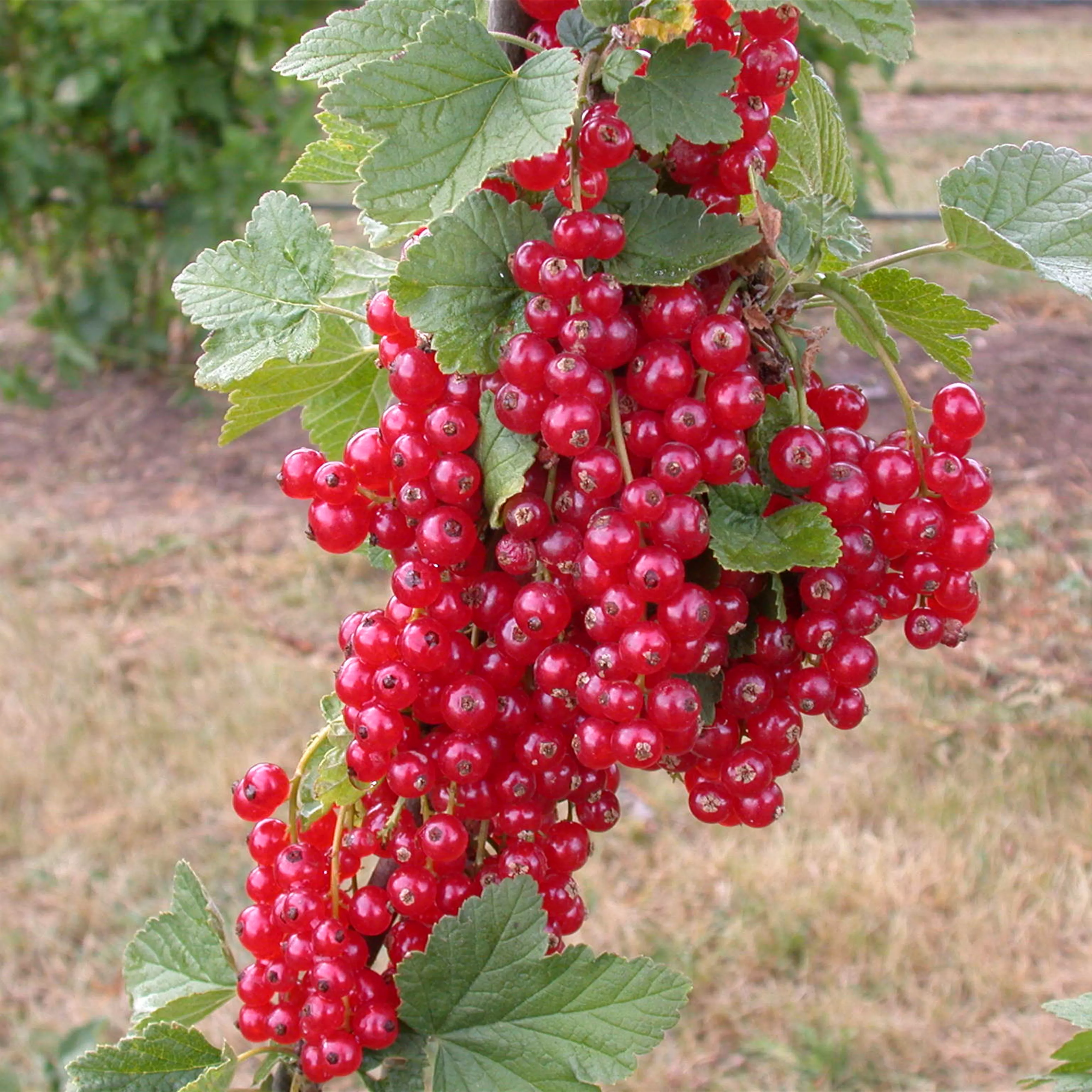 Johannisbeersträucher schneiden Blumenland Wiedmaier