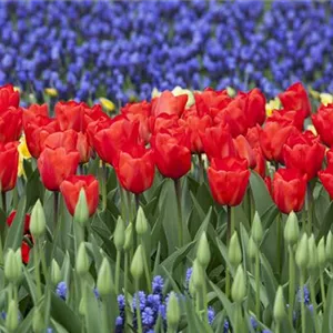 Das Blumenbeet: Bl&#252;tenmeer im Garten