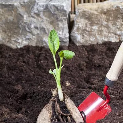 Sommerzwiebeln pflanzen