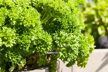 Anlegen des Kräutergartens