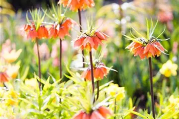 Zwiebeln, Knollen und Co.