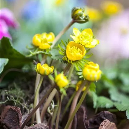 Winterlinge pflanzen