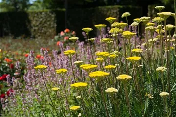 Staudengarten – Gestaltungshinweise