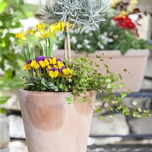 Bl&#252;ten f&#252;r die Blumentreppe