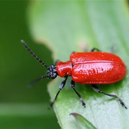 Auf Lilienhähnchen achten