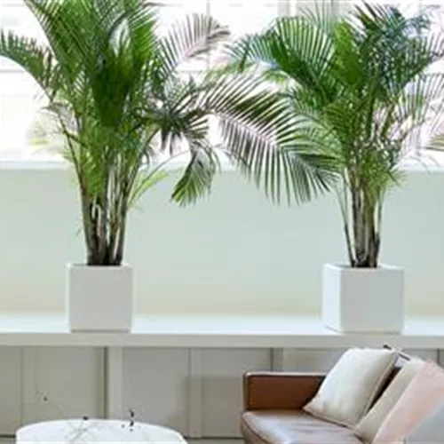 Pflanze des Monats Februar 2026: Goldfruchtpalme