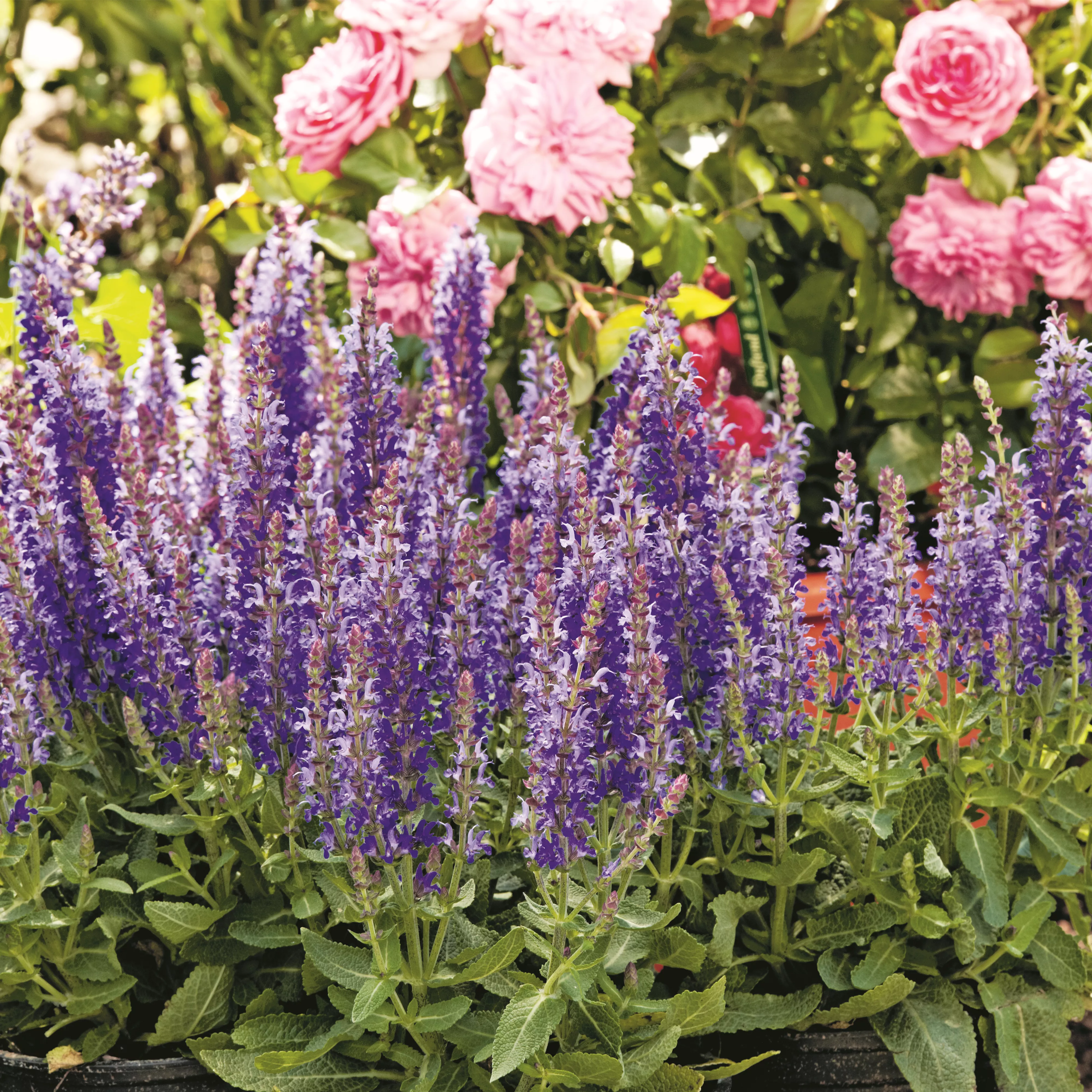 Das Buffet für Insekten!