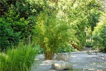 Bambus - der exotische Gartenschmuck
