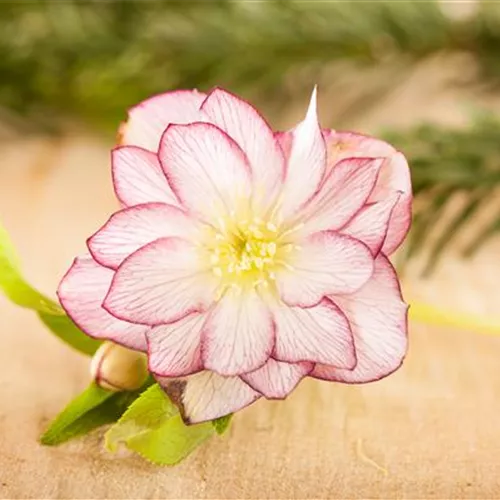 Herzensgrüße mit Helleborus