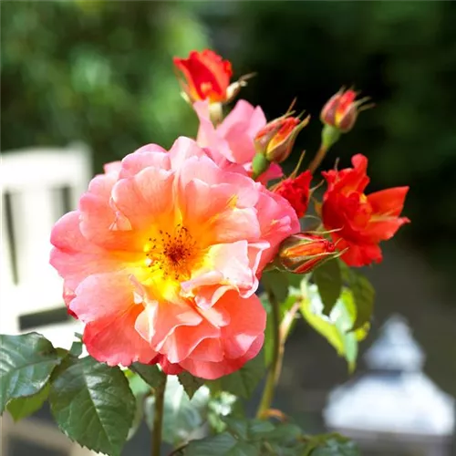 Gartenkalender Juni 2026