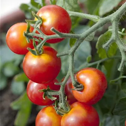 Platzende Tomaten